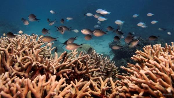 联合国称2024年西南太平洋遭遇前所未有的海洋热浪