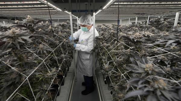 泰国进一步采取措施加强对大麻销售的管控