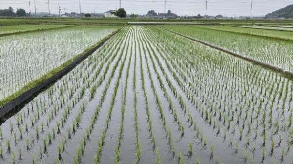 日本大米危机：价格飙升，供应减少，一名大臣辞职