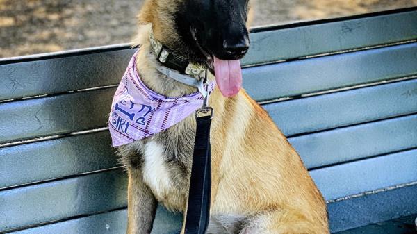 加州一名训犬师因11只狗死亡案被控虐待动物和销毁证据