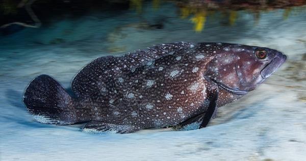 阿布扎比首次记录鱼类物种发现被誉为"生物多样性里程碑"